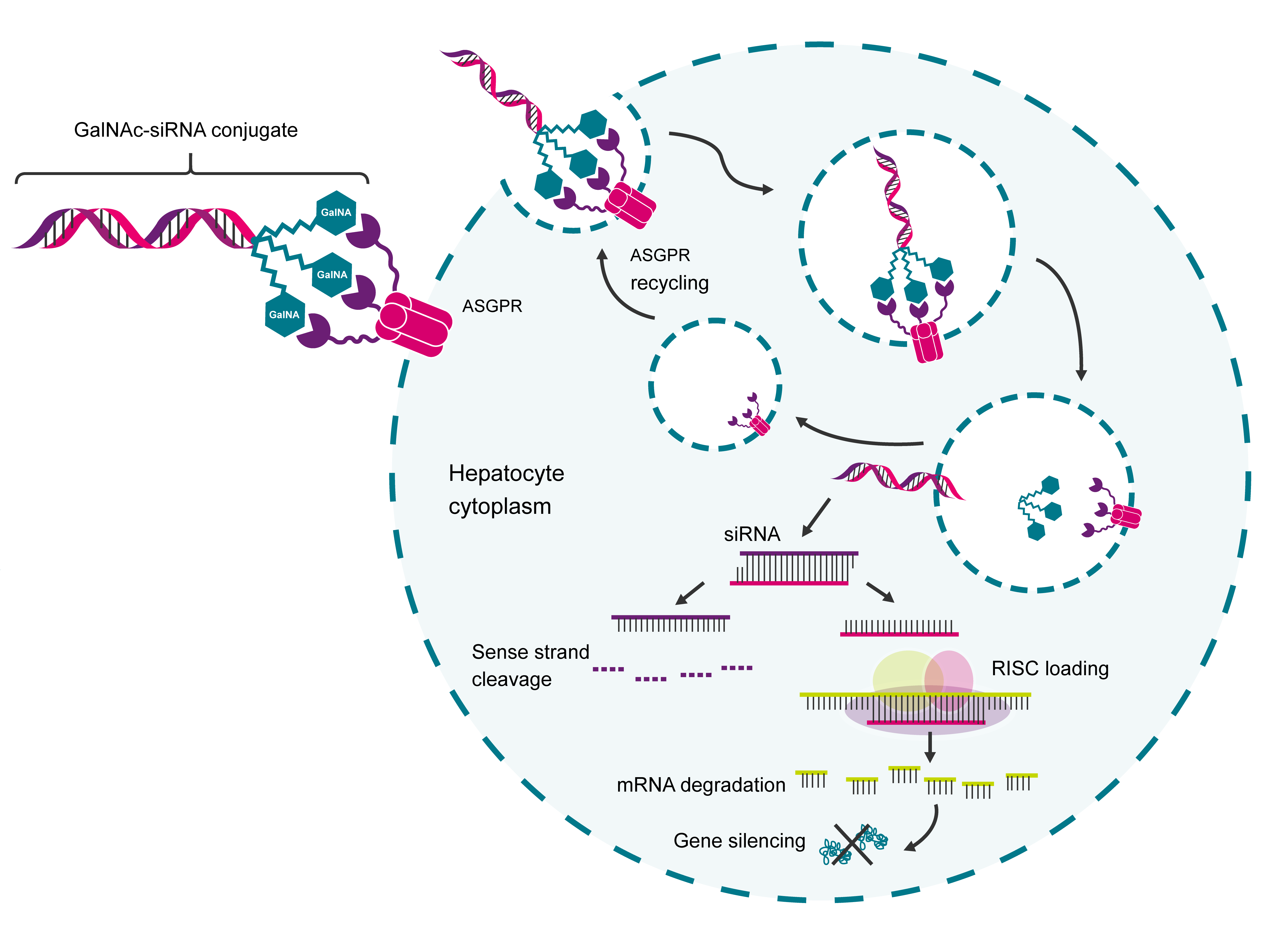 GalNAc: Targeting Liver With Oligonucleotide Therapeutics